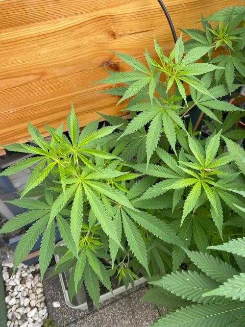 Squirt (Humboldt Seeds Company). Week 13