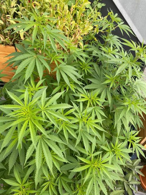 Squirt (Humboldt Seeds Company). Week 13