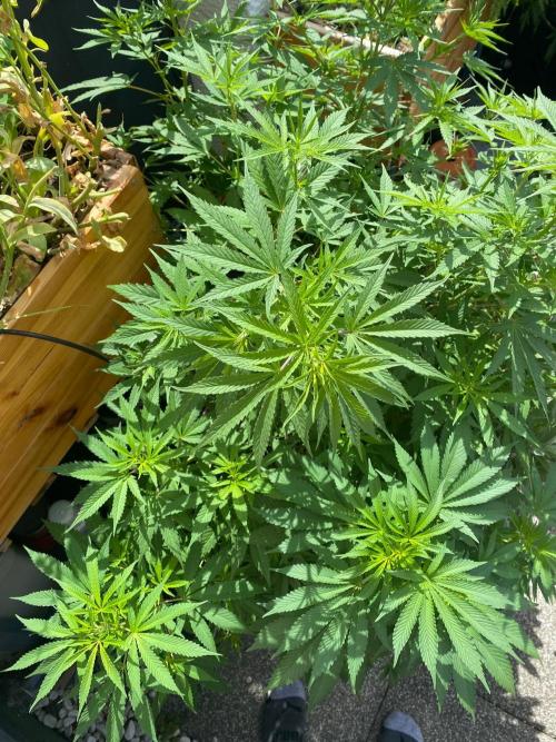 Squirt (Humboldt Seeds Company). Week 13