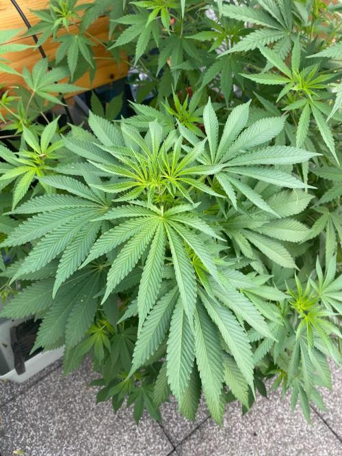 Orange Creampop (Humboldt Seeds Company). Week 13