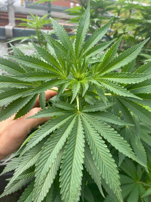 Orange Creampop (Humboldt Seeds Company). Week 14 - 1/9