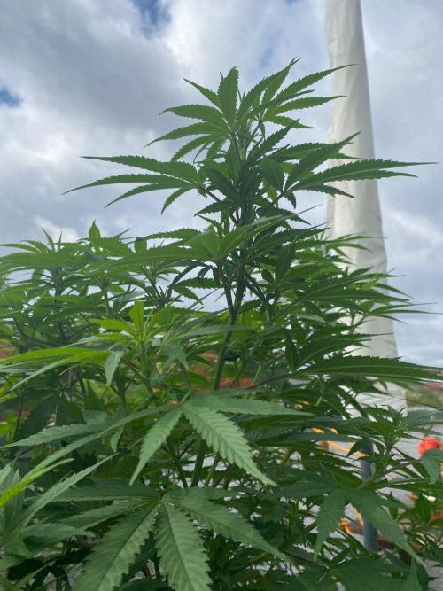 Squirt (Humboldt Seeds Company). Week 14