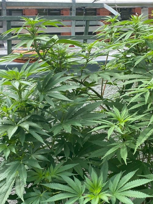 Squirt (Humboldt Seeds Company). Week 14