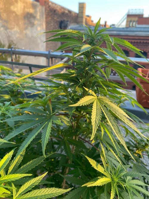 Squirt (Humboldt Seeds Company). Week 15
