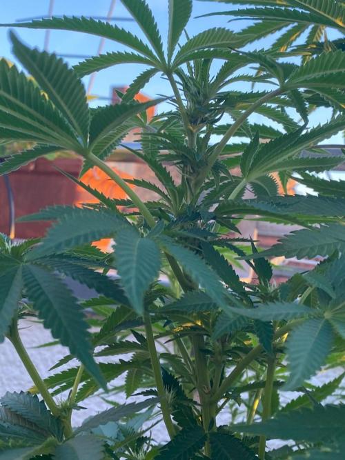 Orange Creampop (Humboldt Seeds Company). Week 15
