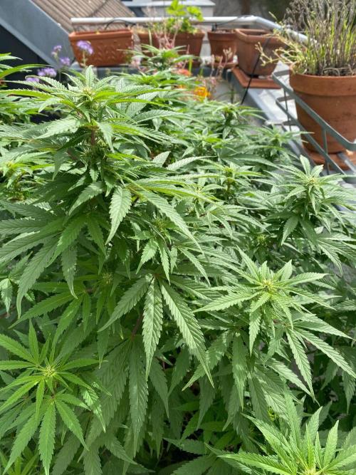 Squirt (Humboldt Seeds Company). Week 16