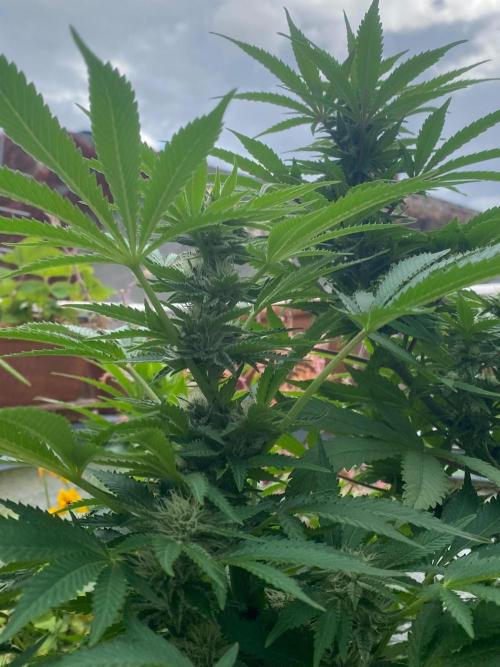 Orange Creampop (Humboldt Seeds Company). Week 17