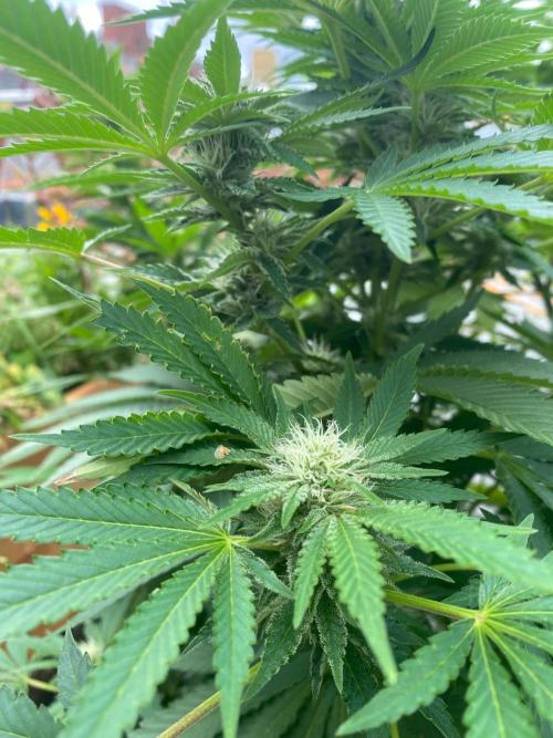 Orange Creampop (Humboldt Seeds Company). Week 17