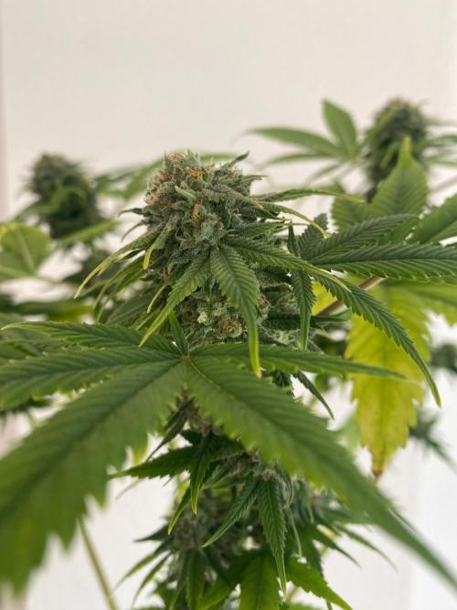 Squirt (Humboldt Seeds Company). Week 17
