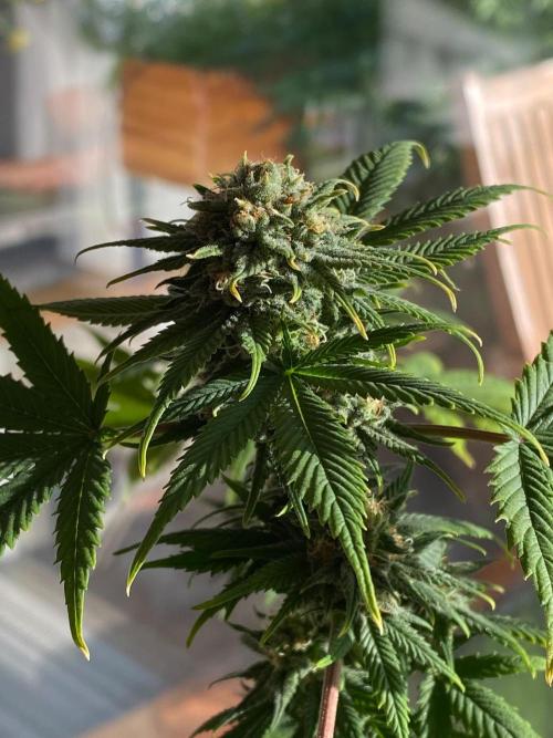 Squirt (Humboldt Seeds Company). Week 17