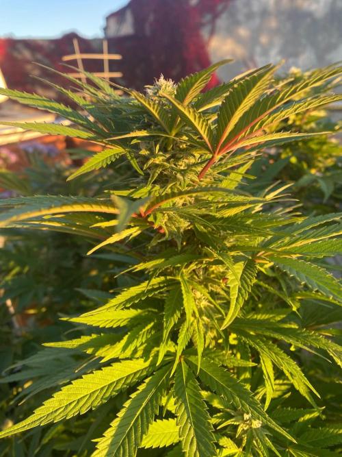 Squirt (Humboldt Seeds Company). Week 18
