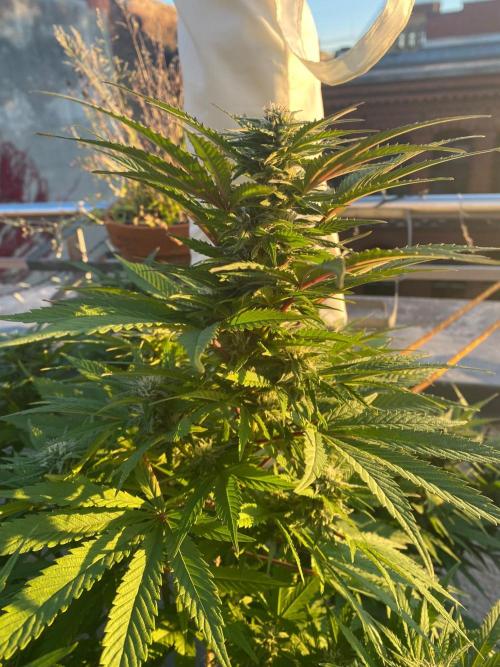 Squirt. Week 18