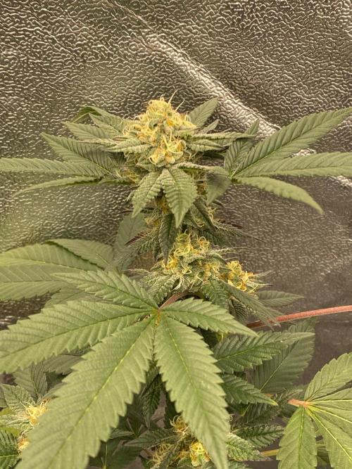 Poddy Mouth #2 (Selected clone). Week 13