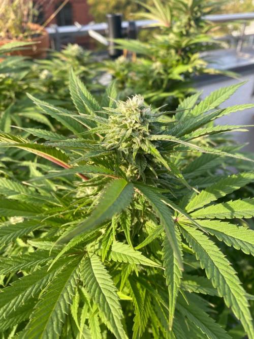 Squirt (Humboldt Seeds Company). Week 19 - 4-10