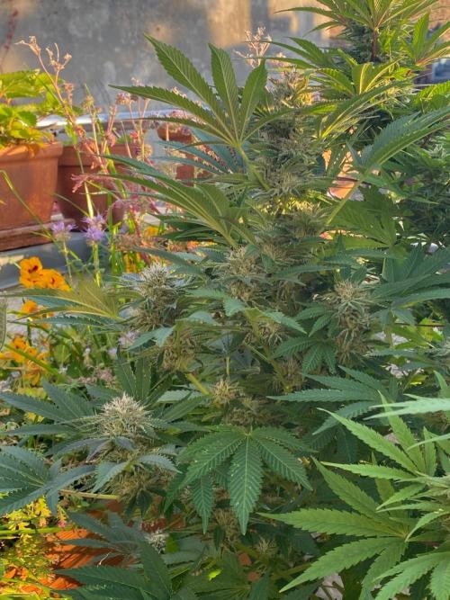 Orange Creampop (Humboldt Seeds Company). Week 19 - 4-10