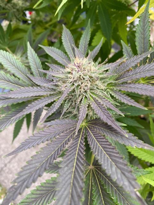 Orange Creampop (Humboldt Seeds Company). Week 20