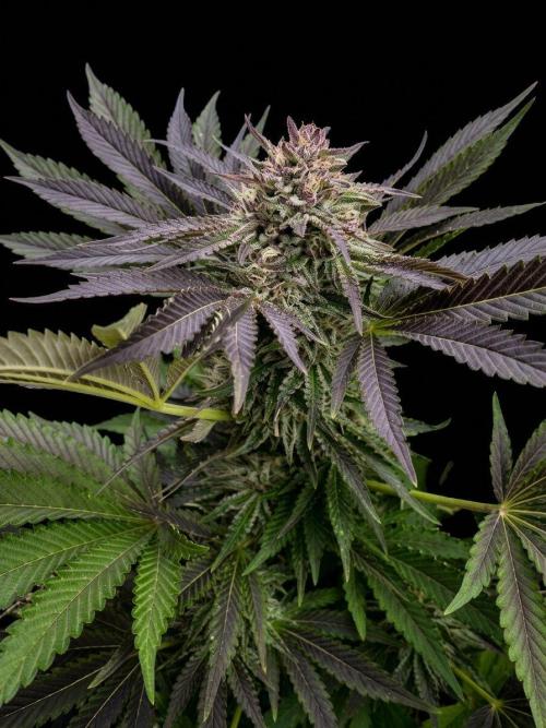 Orange Creampop (Humboldt Seeds Company). Week 20