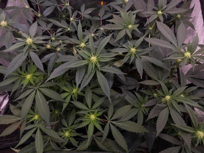 Studio 54 (Deep East x Doja clone). Week 5