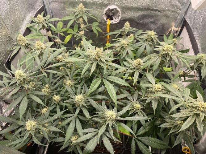 Ice Cream Cake (Clone by Seed Junky Gen). Week 8