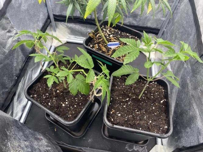Poddy Mouth (Humboldt Seeds Co). Week 7