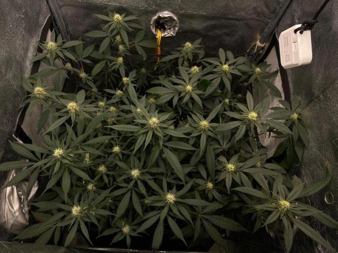 Ice Cream Cake (Clone by Seed Junky Gen). Week 6