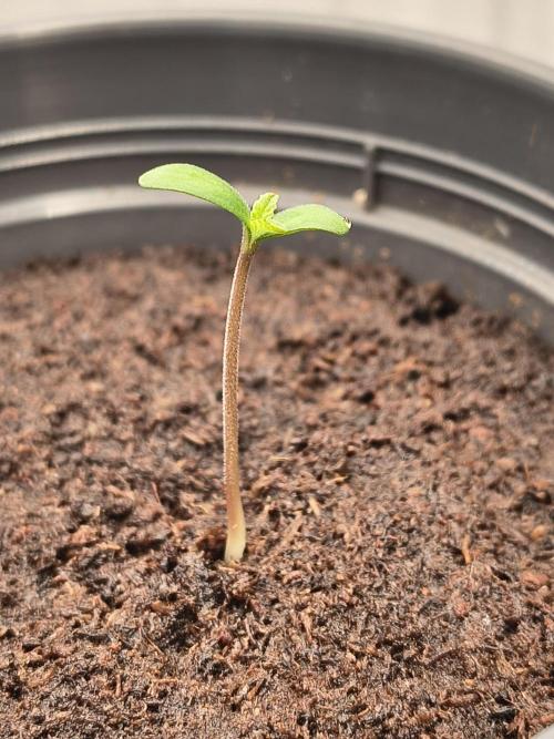 Green Papaya  (Indoor 150w). Week 0 - Germinated yesterday