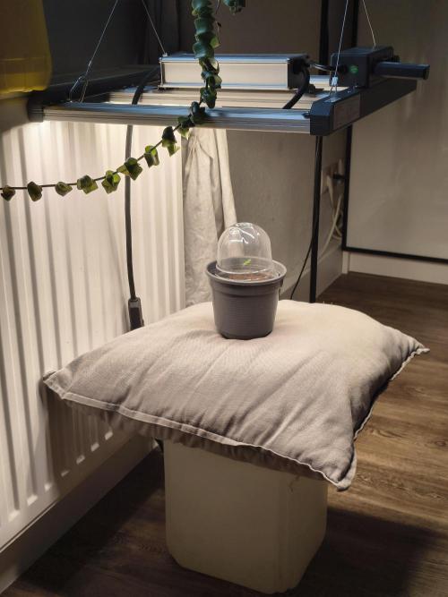 Green Papaya  (Indoor 150w). Week 0 - The plant will be placed into a tent in a week or two. For now it can grow here.