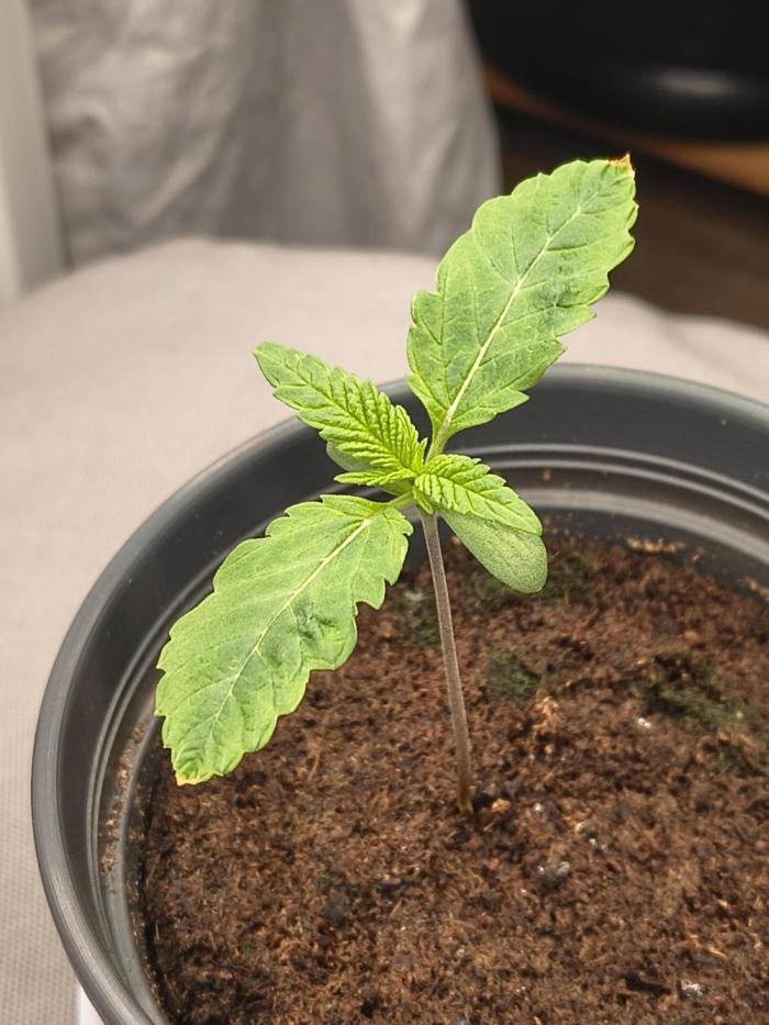 Green Papaya  (Indoor 150w). Week 1