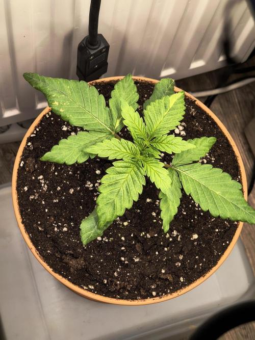 Green Papaya  (Indoor 150w). Week 2