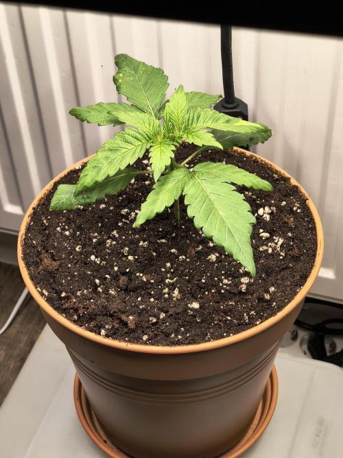 Green Papaya  (Indoor 150w). Week 2