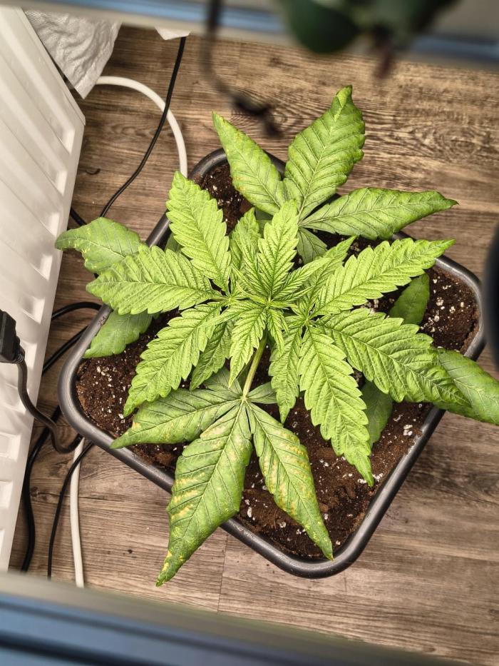 Green Papaya  (Indoor 150w). Week 3