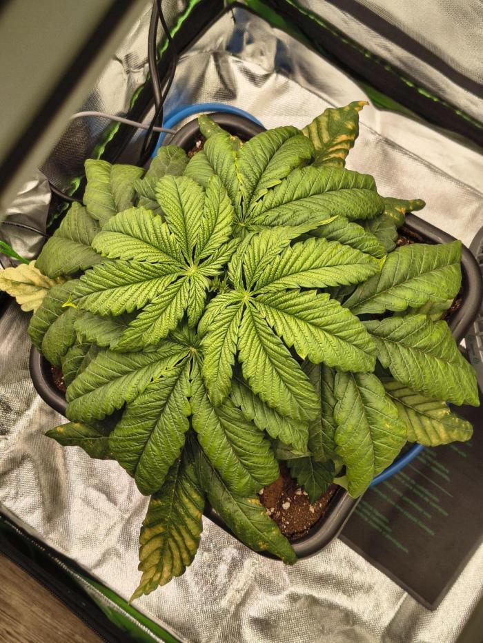 Green Papaya  (Indoor 150w). Week 4