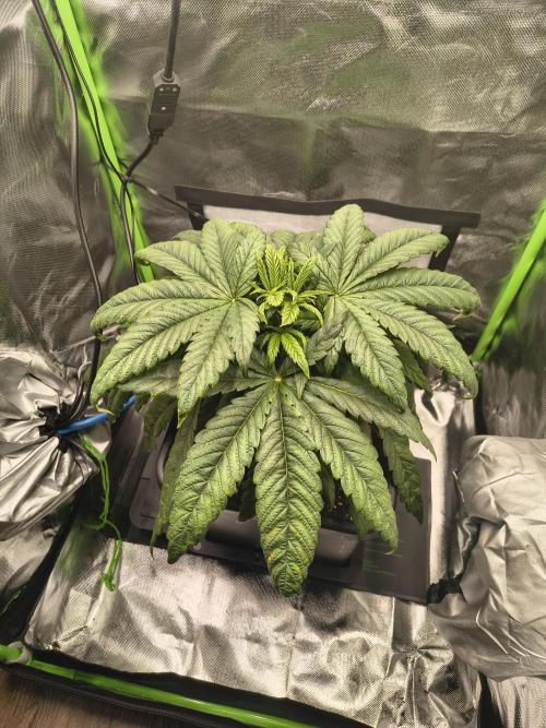 Green Papaya  (Indoor 150w). Week 5