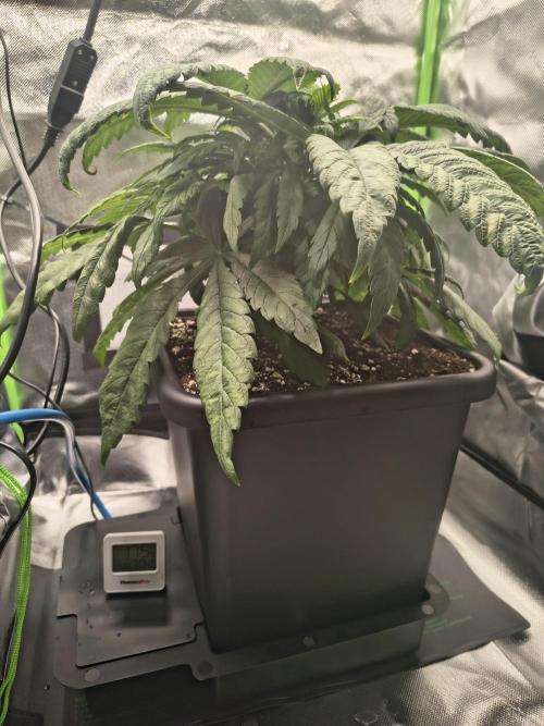 Green Papaya  (Indoor 150w). Week 5