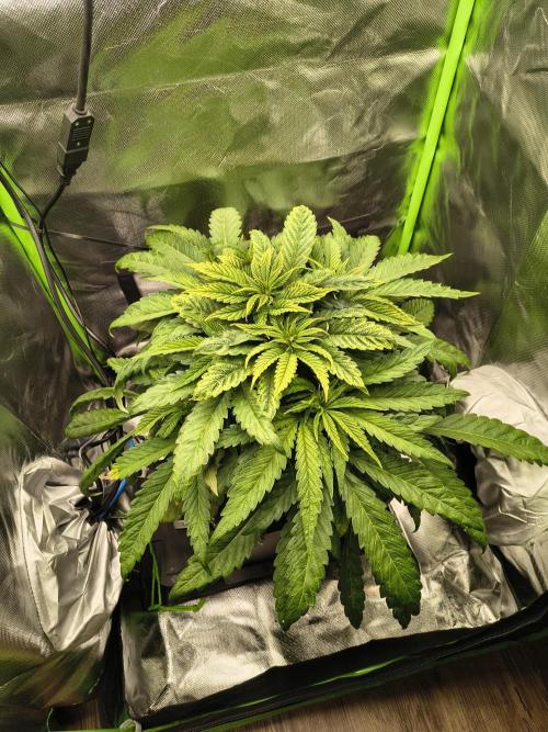 Green Papaya  (Indoor 150w). Week 6