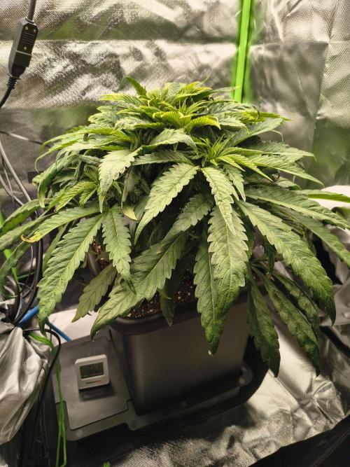 Green Papaya  (Indoor 150w). Week 6