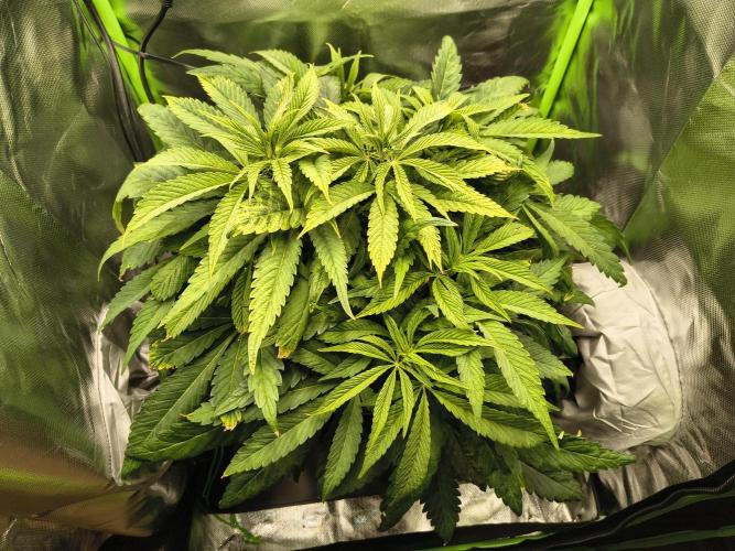 Green Papaya  (Indoor 150w). Week 7