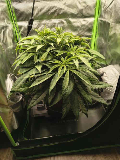 Green Papaya  (Indoor 150w). Week 7