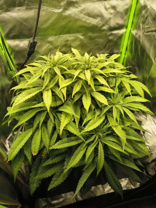 Green Papaya  (Indoor 150w). Week 8