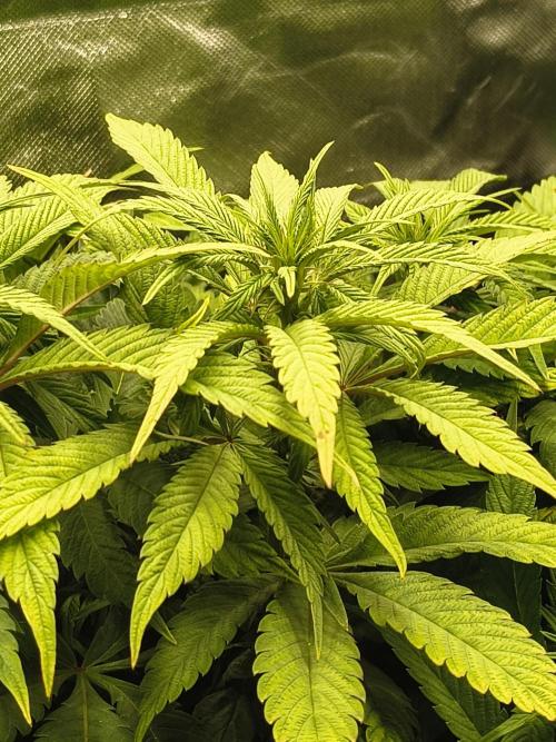 Green Papaya  (Indoor 150w). Week 8