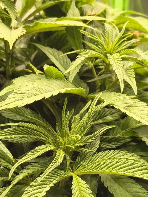 Green Papaya  (Indoor 150w). Week 8