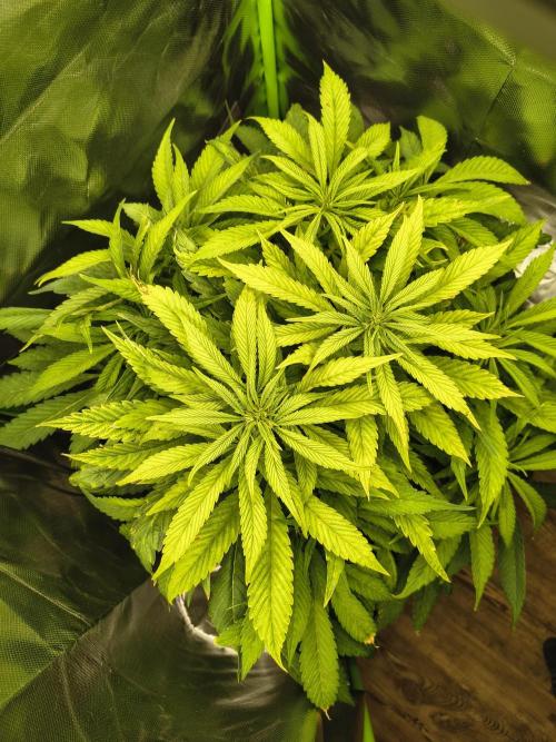 Green Papaya  (Indoor 150w). Week 8