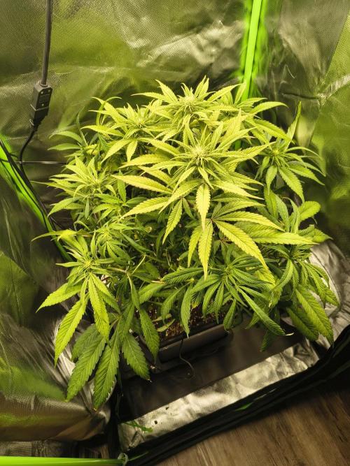 Green Papaya  (Indoor 150w). Week 9