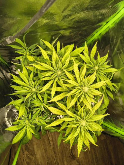 Green Papaya  (Indoor 150w). Week 9