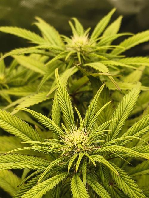 Green Papaya  (Indoor 150w). Week 9