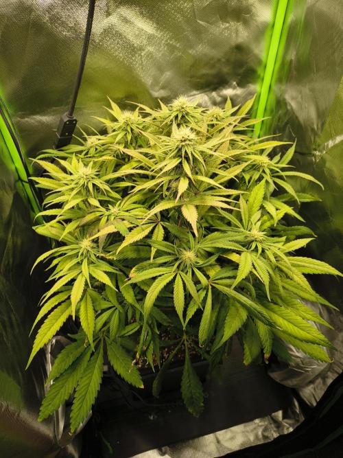 Green Papaya  (Indoor 150w). Week 10