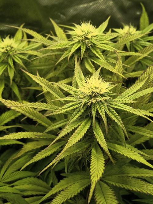 Green Papaya  (Indoor 150w). Week 10