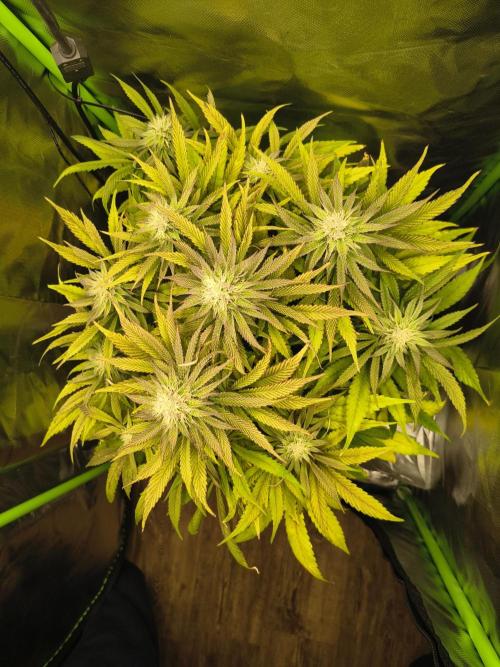 Green Papaya  (Indoor 150w). Week 11