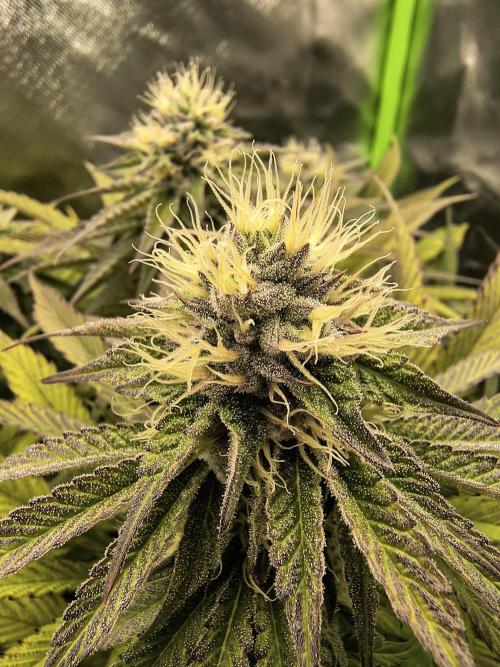 Green Papaya  (Indoor 150w). Week 11