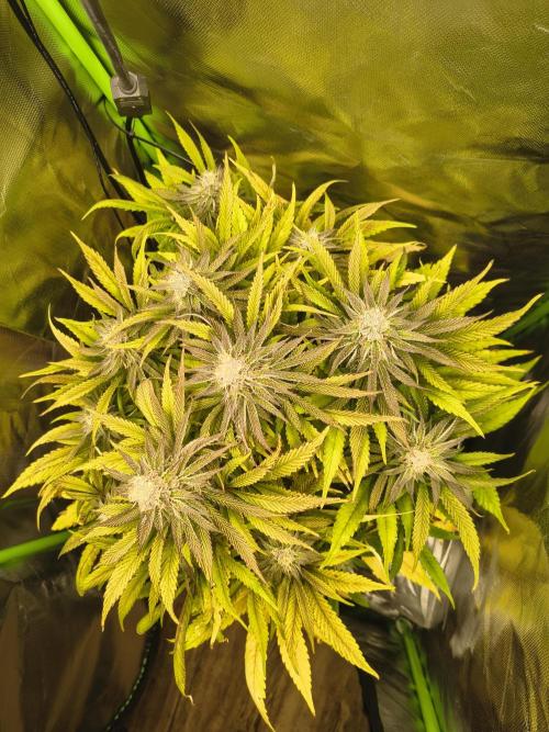 Green Papaya  (Indoor 150w). Week 12